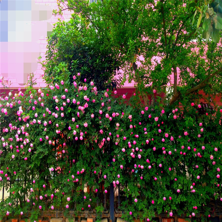 批发 爬藤植物 蔷薇 红花蔷薇 无刺蔷薇 爬墙蔷薇 爬墙梅_月季蔷薇类