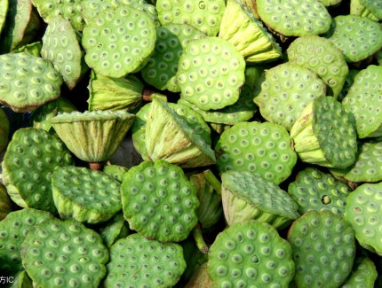 莲子的功效与作用（莲子的功效有哪些）