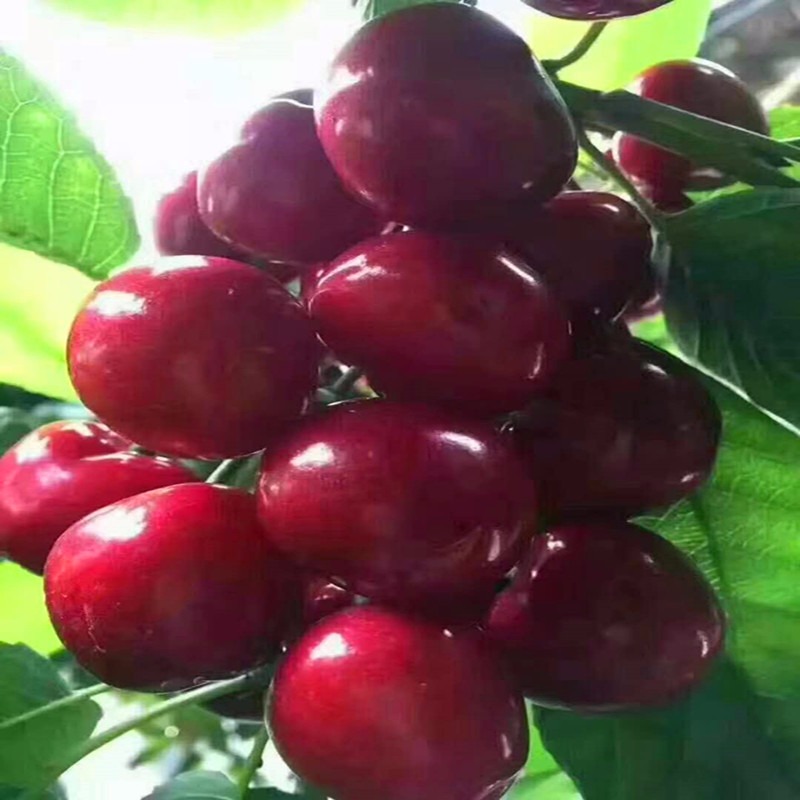 吉塞拉大樱桃 砧木 营养杯苗 地栽苗 美早 萨米脱 黄蜜 砂糖蜜 品种全 乔化 矮化 成品樱桃苗 吉6 吉12