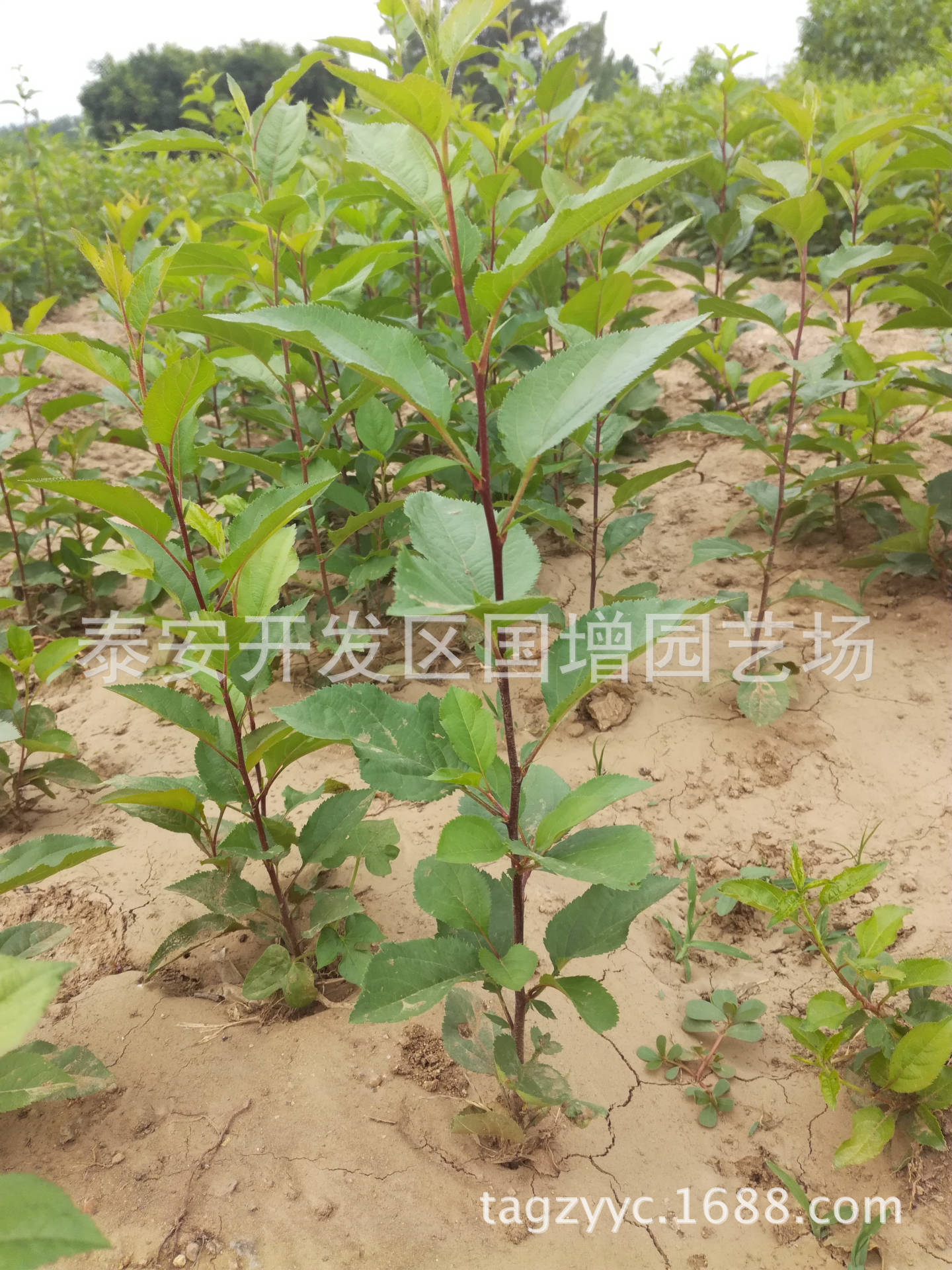 大量批发销售优质苹果苗 矮化苹果苗新品种 质优价廉欢迎选购 农业 果树