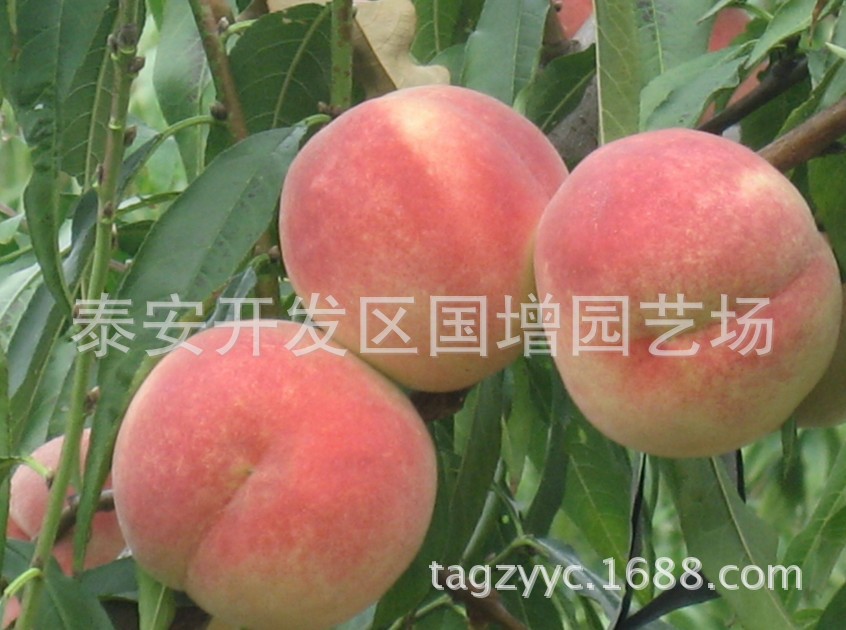 桃树苗 秋彤桃树苗 基地大量批发桃树苗 质优价廉欢迎选购 黄金蜜 油蟠桃苗