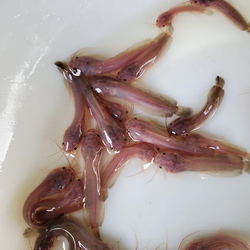 塘鲺鱼苗 本地塘鲺鱼苗 塘角鱼苗 三黄塘鲺鱼苗 胡子鱼苗