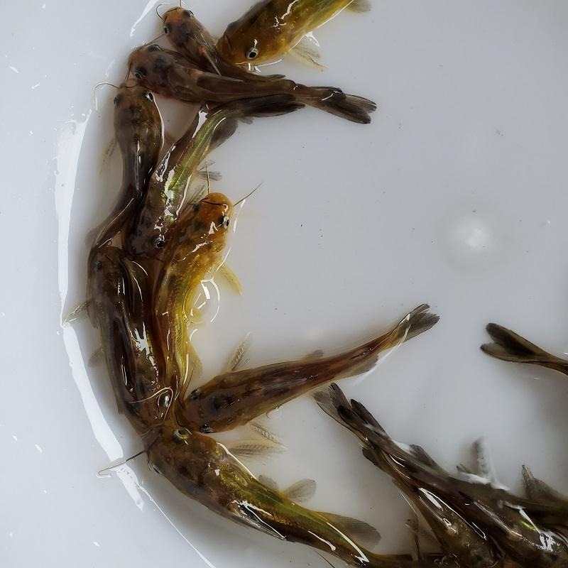 黄骨鱼苗 黄颡鱼苗 杂交黄骨鱼苗 黄蜂鱼苗 全雄黄骨鱼苗 单性黄骨鱼苗