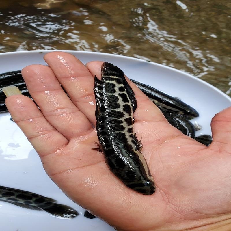 生鱼苗 黑鱼苗 杂交生鱼苗 杂交黑鱼苗 财鱼苗 木鱼苗 乌鱼苗
