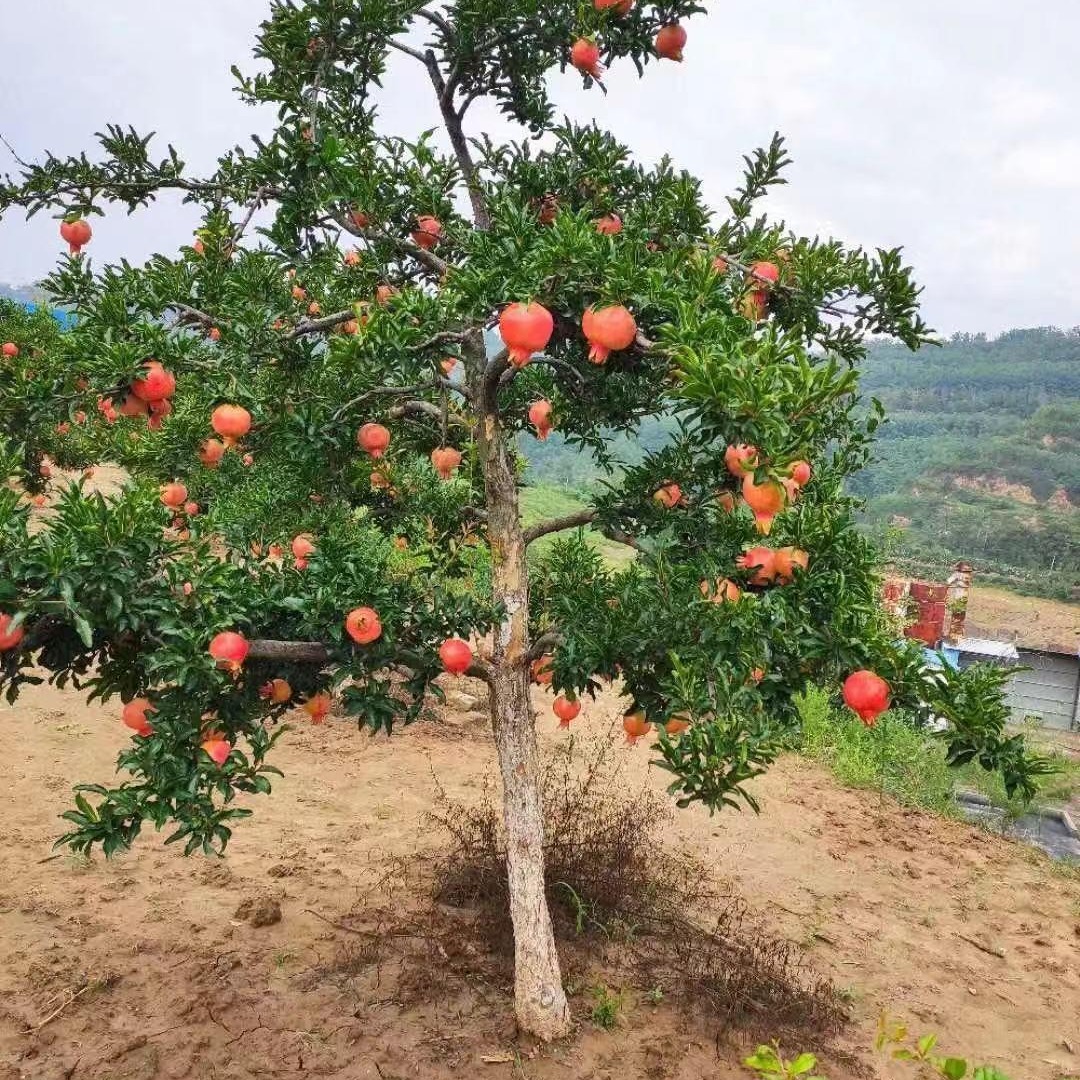 石榴树 鑫艺园石榴盆景 欢迎来电咨询