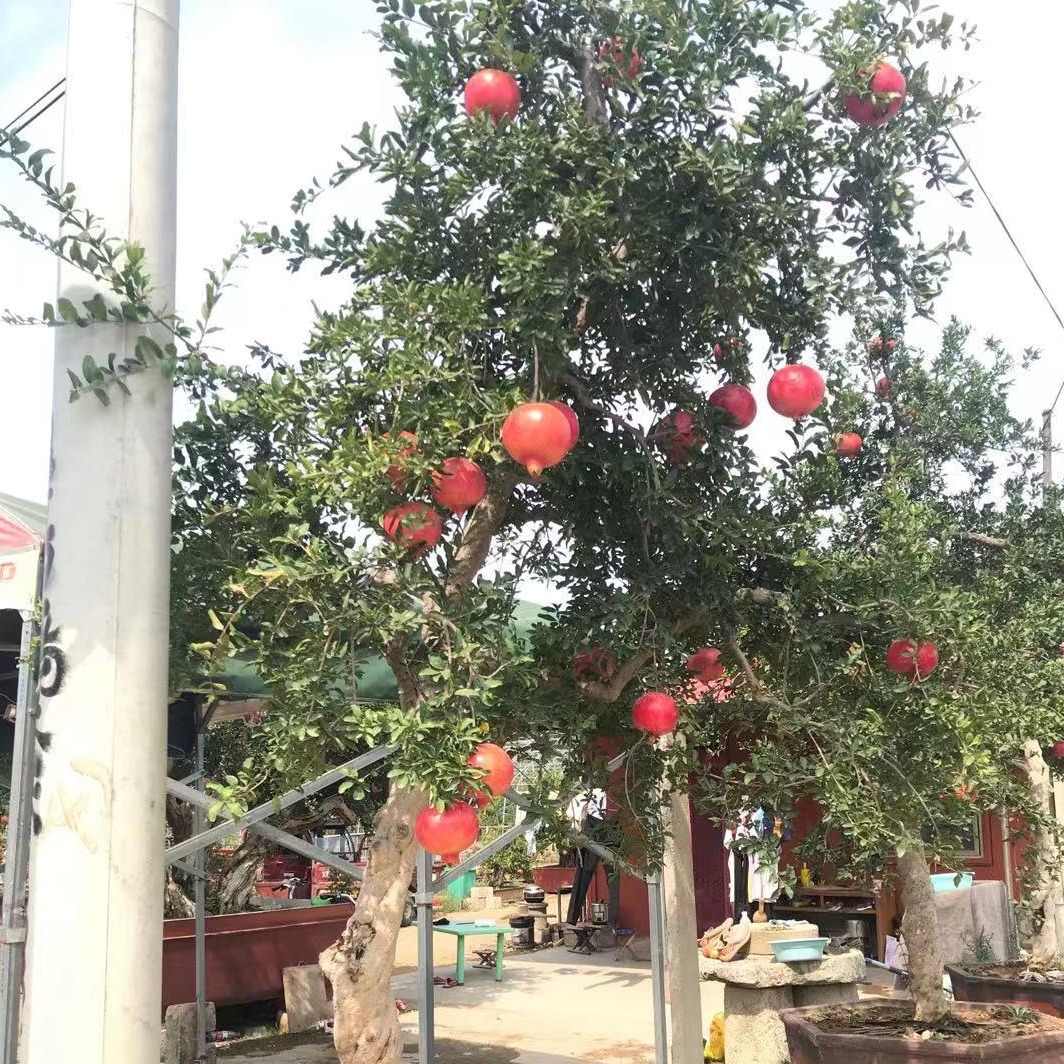 常年出售各种造型石榴树，石榴盆景