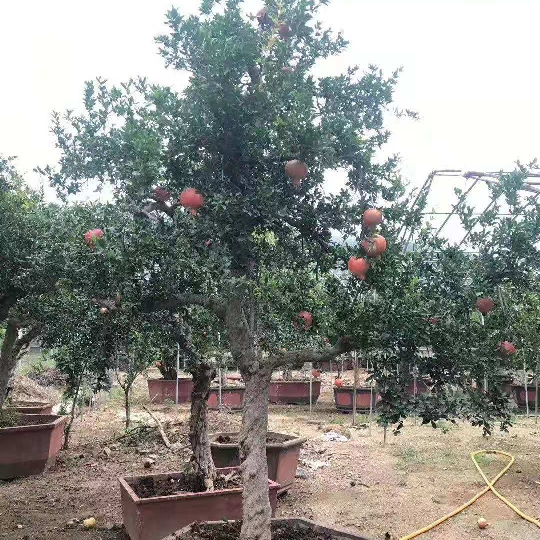 石榴树 鑫艺供应大红袍石榴树
